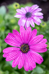 Fototapeta premium デイジーの花 春イメージ