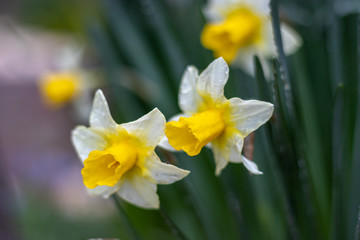 水仙の花　初春イメージ