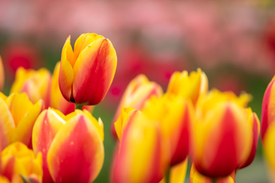 チューリップの花　カラフルな春イメージ