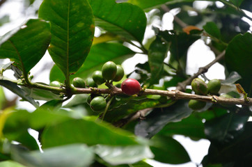Kaffeebohnen auf einer Farm in Columbien