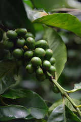 Kaffeebohnen auf einer Farm in Columbien