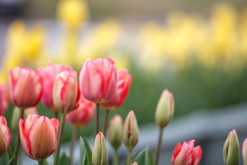 チューリップの花　春イメージ