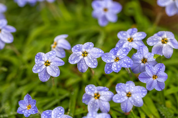 ハナニラの花　春イメージ