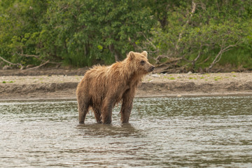 Ruling the landscape, brown bears of Kamchatka (Ursus arctos beringianus)