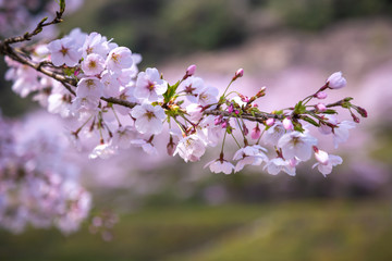 桜の花　春イメージ