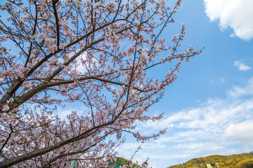桜の花　春イメージ