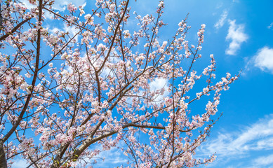 桜の花　春イメージ
