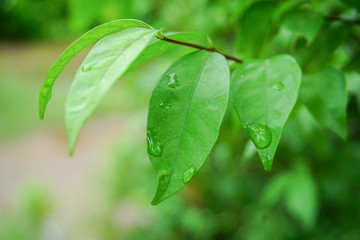 Fototapeta premium Water droplets on the leaves look fresh