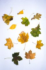 autumn leaves and paints