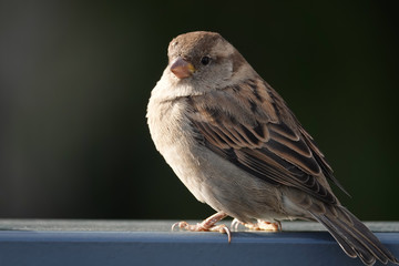 Haussperling