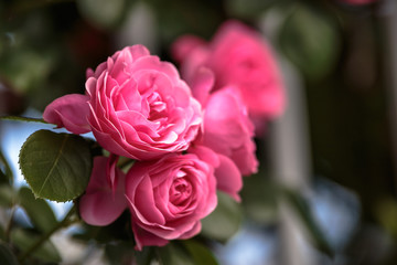バラの花
