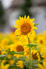 Fototapeta premium ヒマワリの花 夏イメージ