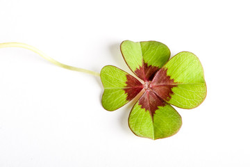 Lucky leaf