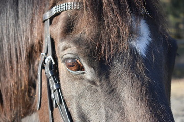 Black horse face