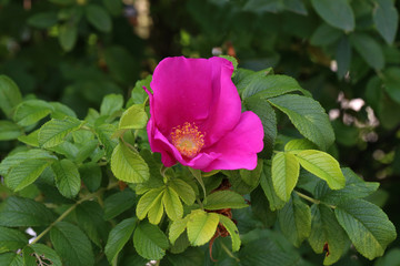 Flowers of dog-rose, rosehip growing in nature