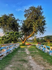 bridge in park