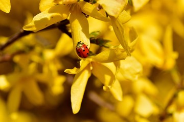 Wiosenna biedronka na forsycji © Katarzyna