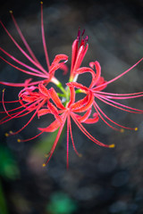 彼岸花　秋イメージ