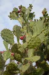 Kaktus in der Tatacoa-W&uuml;ste
