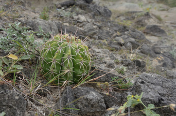 Kaktus in der Tatacoa-W&uuml;ste