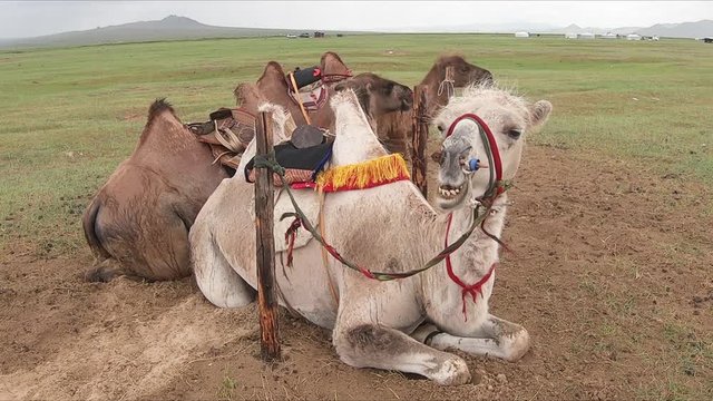Two Humps Camels at the Bayan Gobi Sand Dunes, Mongolia