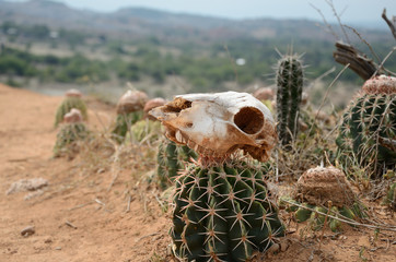 Kuh-Sch&auml;del in der Tatacoa-W&uuml;ste, Kolumbien