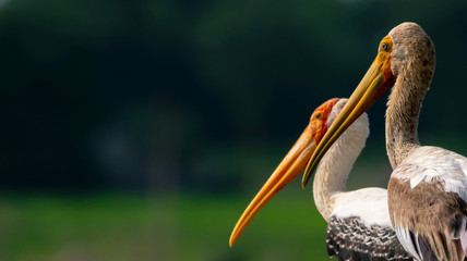 Portrait of Painted Storks