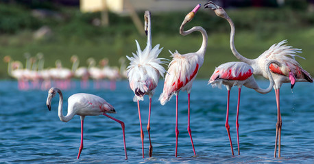 group of pink flamingos