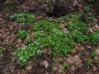 Wald-Sauerklee im Frühlingswald