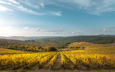Fototapeta na wymiar Golden vineyards in autumn at sunset, Chianti Region, Tuscany, Italy
