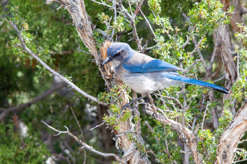 Woodhouse's Scrub Jay (Aphelocoma woodhouseii)