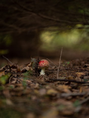 Amanita muscaria in the autumn forest. Autumn forest and mushrooms.