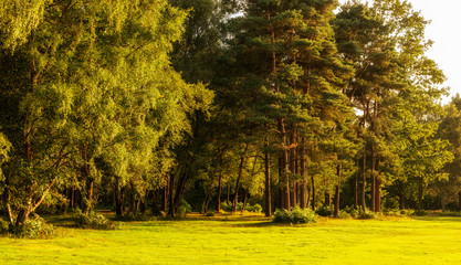 Stunning Summer sunset landscape image of forest in lovely soft light and lush green foliage