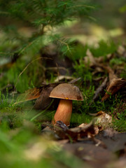 Neoboletus luridiformis growing up in a autumn forest. Mushroom in autumn forest.