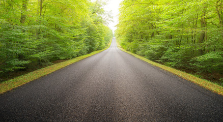 Lange gerade Landstraße ohne Fahrbahnmarkierung durch Laubwald