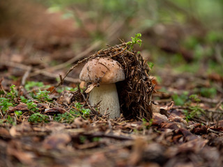 Boletus mushroom growing up in a forest in autumn.