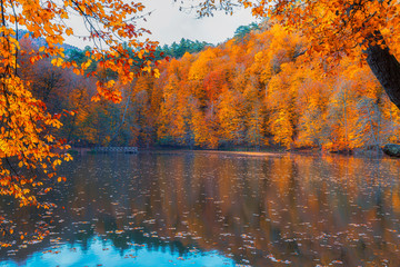 Autumn time. Colorful tree leaves, yellow, orange, red. Gorgeous view. Yedigoller National Park. Istanbul, Bolu, Turkey.