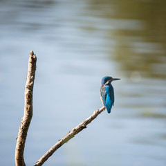 Beautiful vibrant common Kingfisher perched on branch above river on calm Summer evening