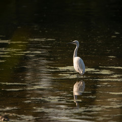 Stunning Little Egret Egretta Grazetta wading through shallow water during golden Summer evening