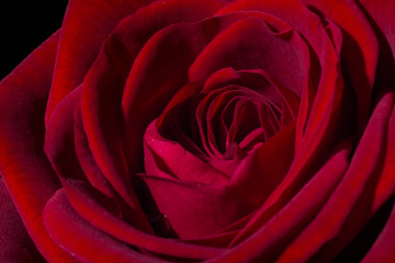 Macro view of a red rose