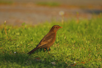 Eine juvenile weibliche Amsel im Abendlicht auf einer grünen Wiese Turdus merula