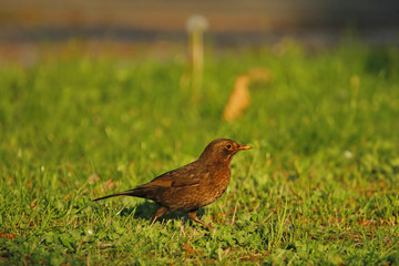 Eine juvenile weibliche Amsel im Abendlicht auf einer grünen Wiese Turdus merula