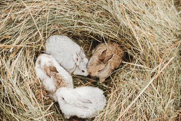 cute spring eater baby bunnies in a hay next 