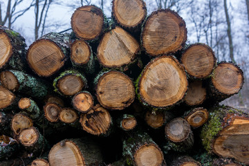 Trees cut for firewood stacked in a forest