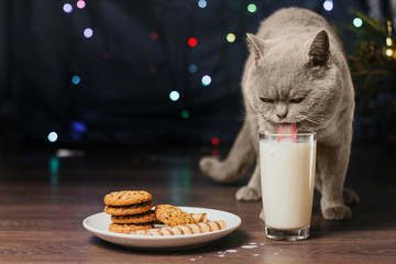 gray cat drinks milk from a glass. milk and cookies for santa. Christmas background.