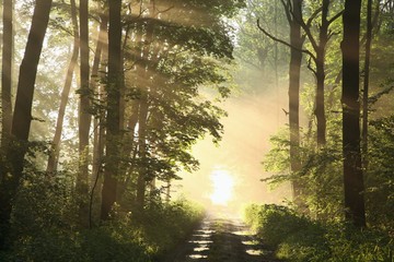 Dirt road through the spring forest on a misty sunny morning