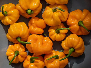 Hot Yellow Jamaican Scotch Bonnet Chili Pepper after harvesting