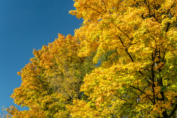 Fototapeta premium Bright yellow foliage of maples against the blue sky on a sunny autumn day