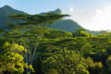 Fototapeta premium Rain forest, tree crowns and mountain in Mauritius