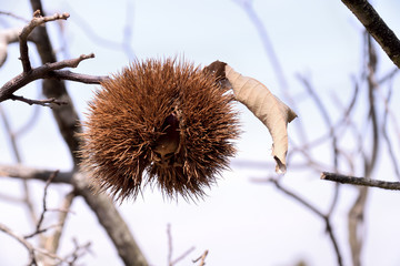 Bur of the japanese chestnut - Castanea crenata.